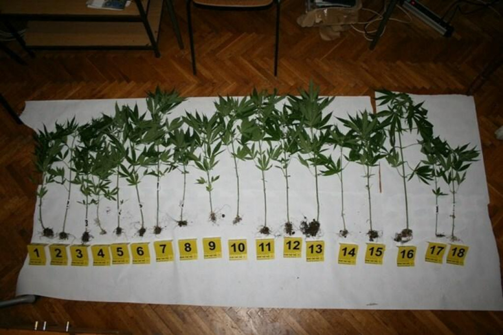 &lt;p&gt;Šibenska policija pritvorila muškarca iz Čiste Male u čijoj kući su našli dosta marihuane&lt;/p&gt;