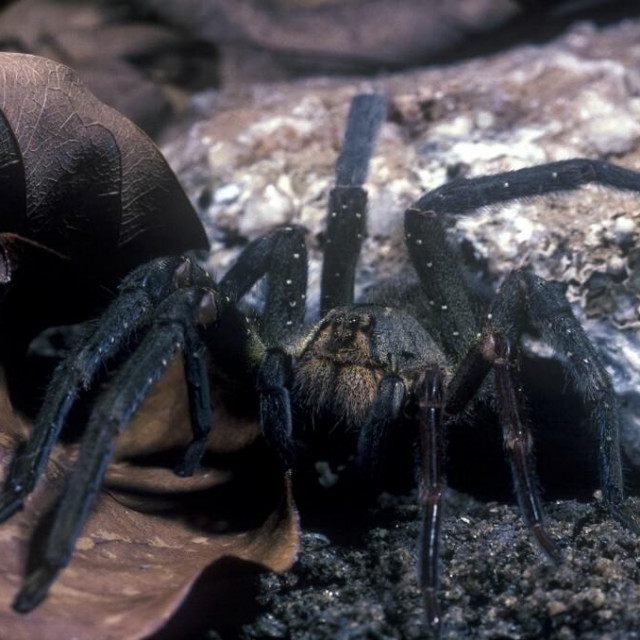 &lt;p&gt;Brazilski lutajući pauk (Phoneutria nigriventer), jedan je od najopasnijih za ljude zbog jačine svog otrova, no jedan njegov aspekt već desetljećima izaziva golemu znatiželju u znanstvenim redovima&lt;/p&gt;