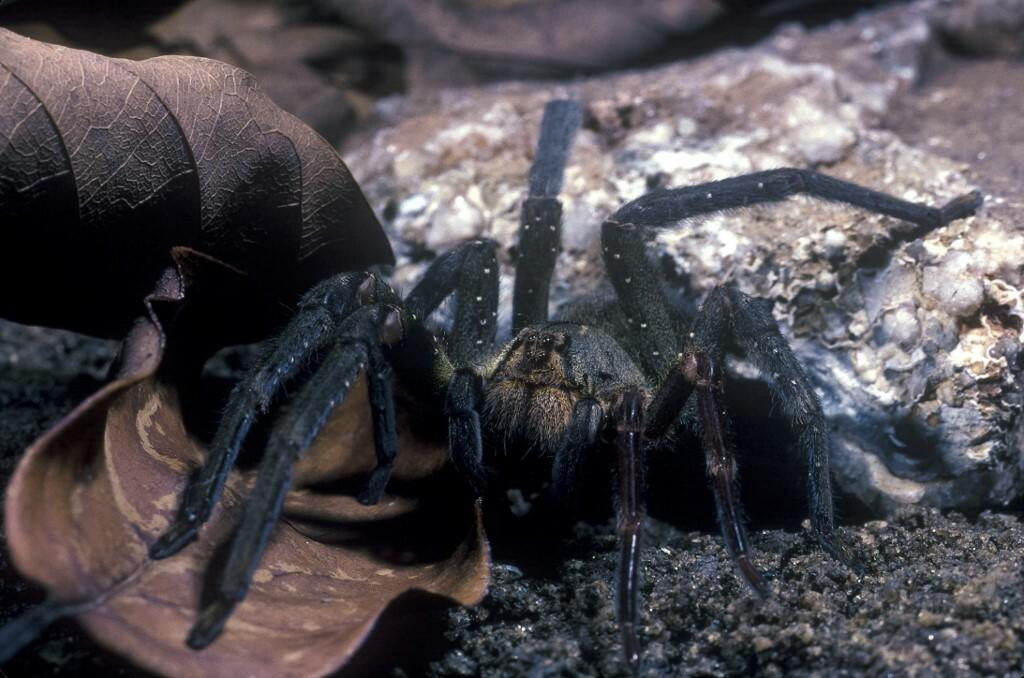 &lt;p&gt;Brazilski lutajući pauk (Phoneutria nigriventer), jedan je od najopasnijih za ljude zbog jačine svog otrova, no jedan njegov aspekt već desetljećima izaziva golemu znatiželju u znanstvenim redovima&lt;/p&gt;