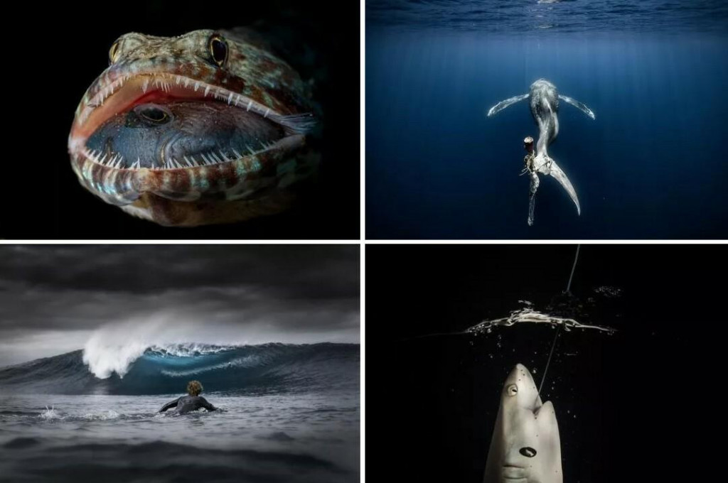 &lt;p&gt;Ocean Photographer of the Year&lt;/p&gt;