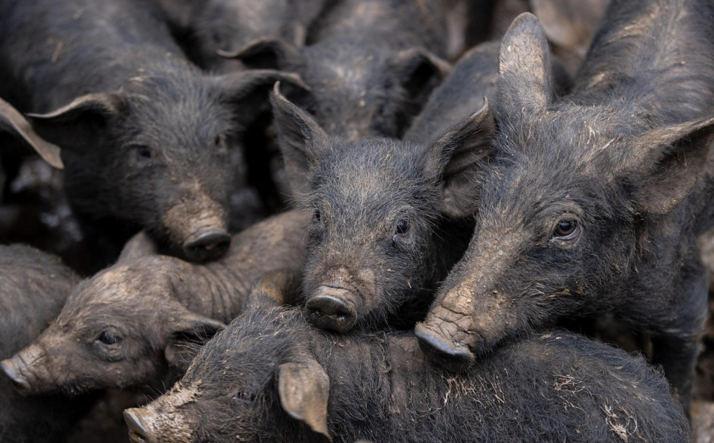 &lt;p&gt;U Zadarskoj županiji otkriven je prvi slučaj afričke svinjske kuge (ASK)&lt;br&gt;
&lt;br&gt;
 &lt;/p&gt;