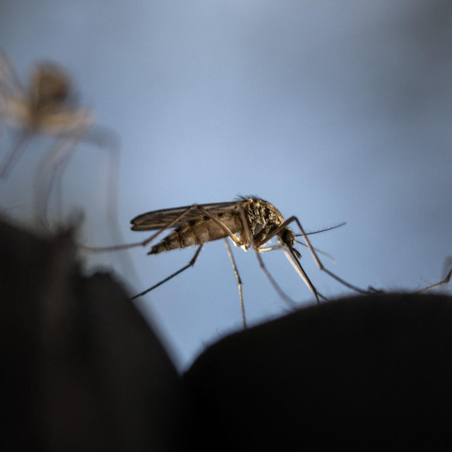 &lt;p&gt;Broj slučajeva malarije i smrtnih slučajeva raste, u Europu je stigla i nekada isključivo tropska bolest denga... Za sve to možemo ‘zahvaliti‘ komarcima&lt;/p&gt;