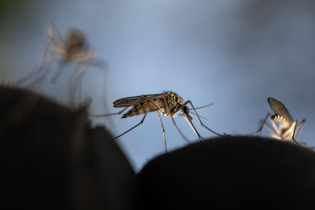 &lt;p&gt;Broj slučajeva malarije i smrtnih slučajeva raste, u Europu je stigla i nekada isključivo tropska bolest denga... Za sve to možemo ‘zahvaliti‘ komarcima&lt;/p&gt;