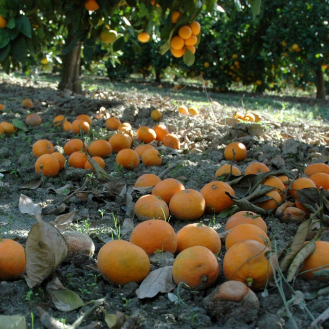 &lt;p&gt;Stigle su prve neretvanske mandarine, na tržnicama su skuplje čak 74 posto!&lt;/p&gt;