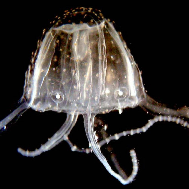 &lt;p&gt;Irukandji jellyfish&lt;/p&gt;