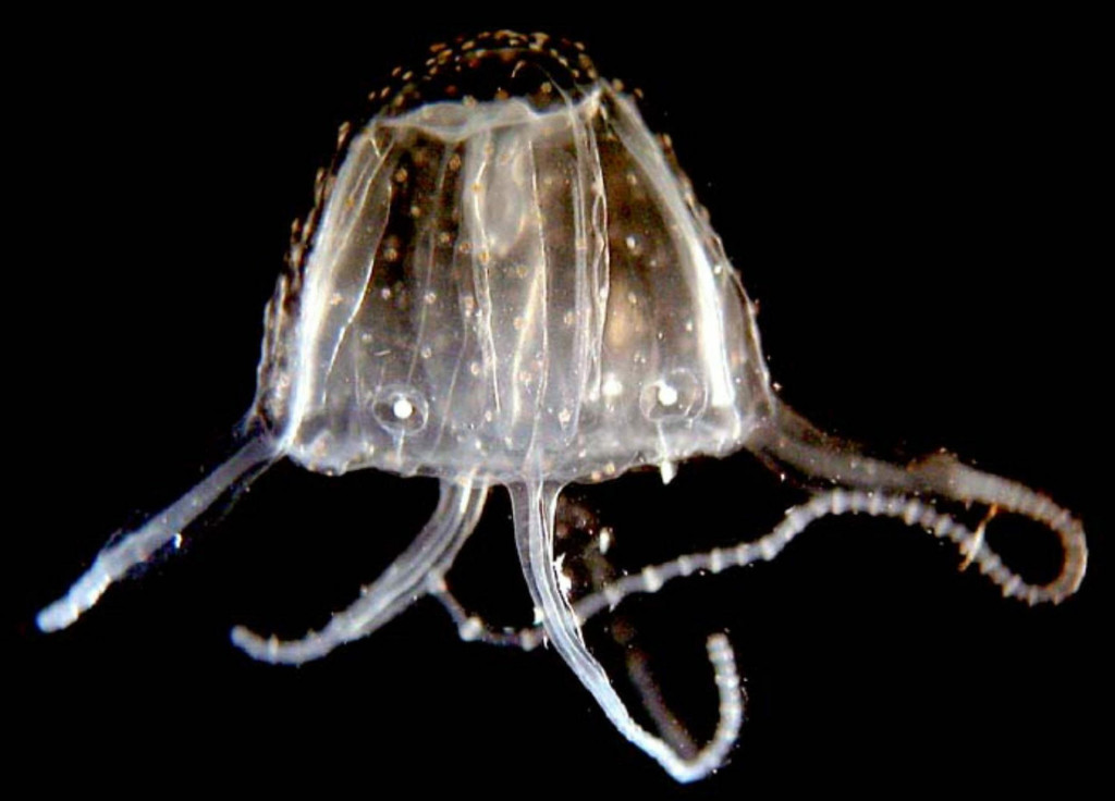 &lt;p&gt;Irukandji jellyfish&lt;/p&gt;