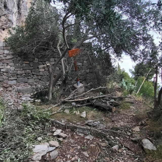 <p>Polomljene i ispilane masline pod &Scaron;antinim stinama</p>