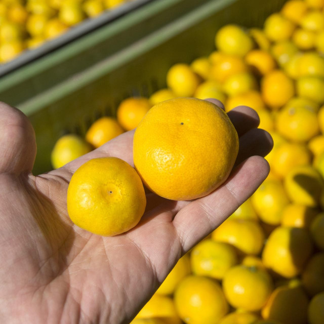 &lt;p&gt;Zelene mandarine upotrebom insekticida učas požute pa mogu u prodaju&lt;br&gt;
 &lt;/p&gt;