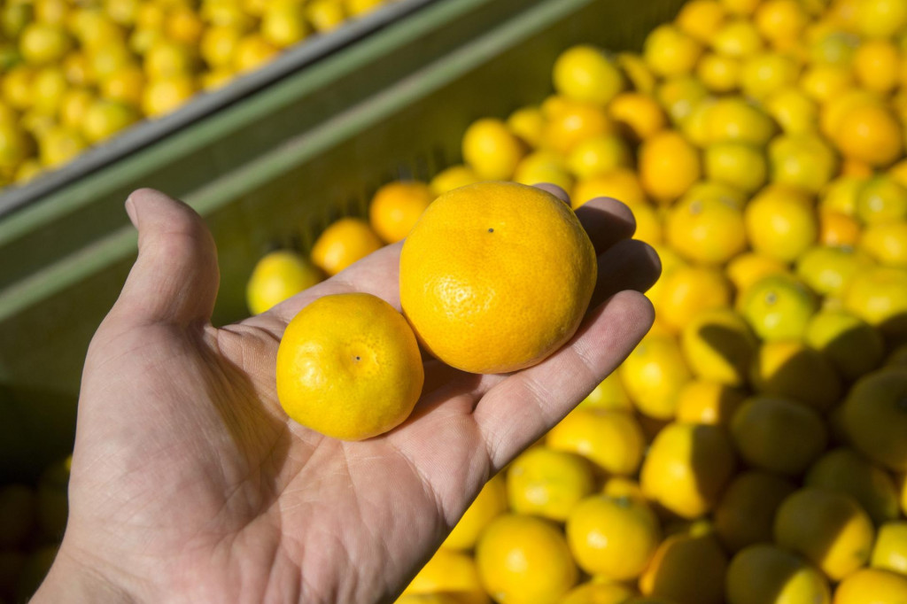 &lt;p&gt;Zelene mandarine upotrebom insekticida učas požute pa mogu u prodaju&lt;br&gt;
 &lt;/p&gt;