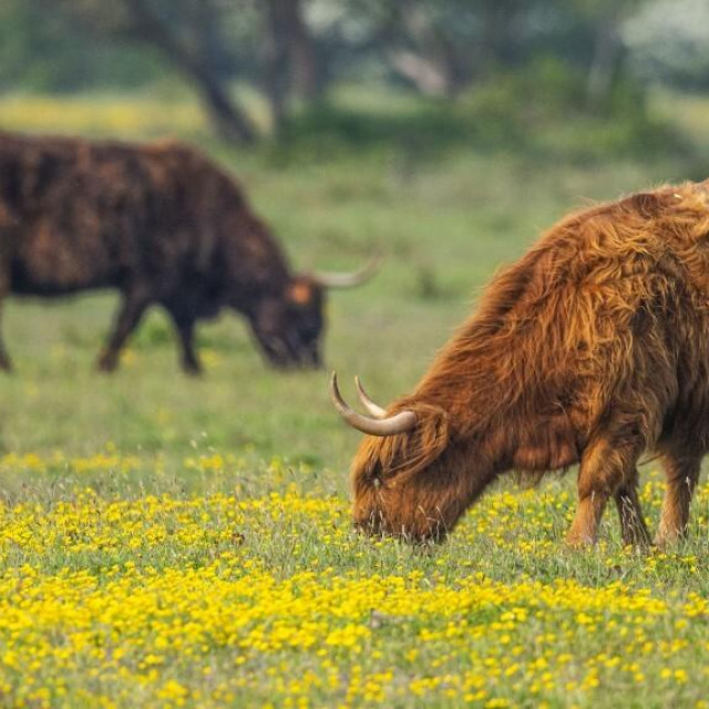 &lt;p&gt;Škotska visinska goveda od 2020. godine pasu i u Hrvatskom zagorju&lt;/p&gt;