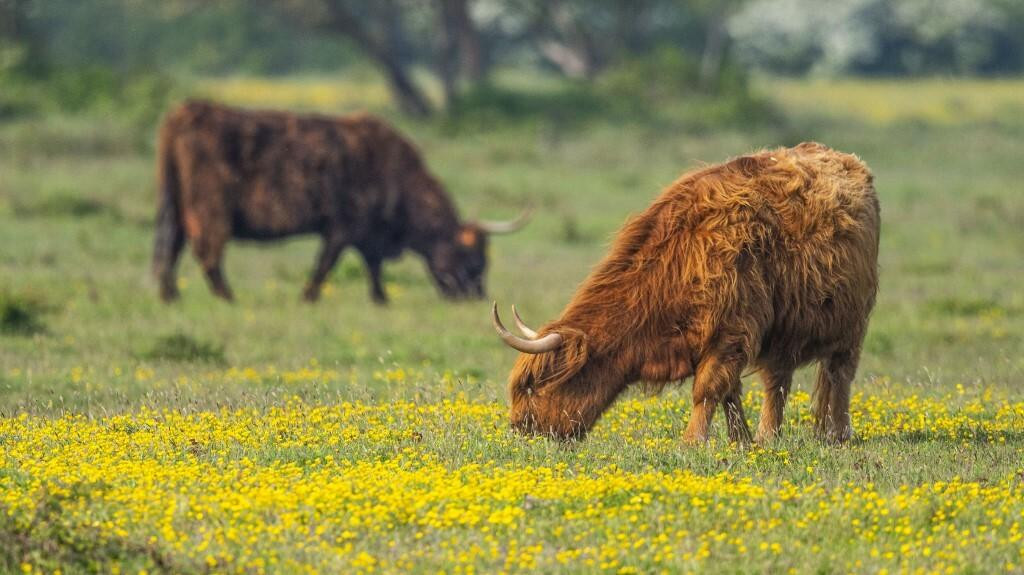 &lt;p&gt;Škotska visinska goveda od 2020. godine pasu i u Hrvatskom zagorju&lt;/p&gt;
