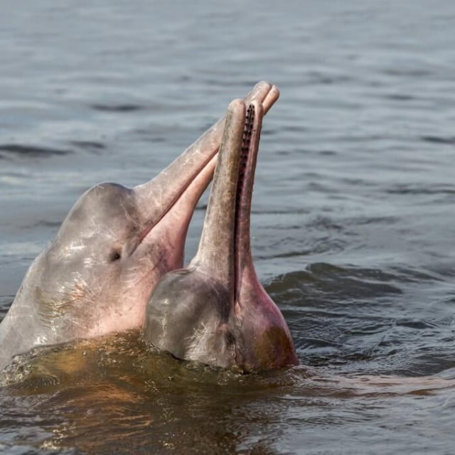 &lt;p&gt;Pronađeno je gotovo 300 leševa amazonskih ružičastih delfina. Smatra se da ih je ubila temperatura vode koja je ponegdje dosegnula preko 40 stupnjeva&lt;/p&gt;
