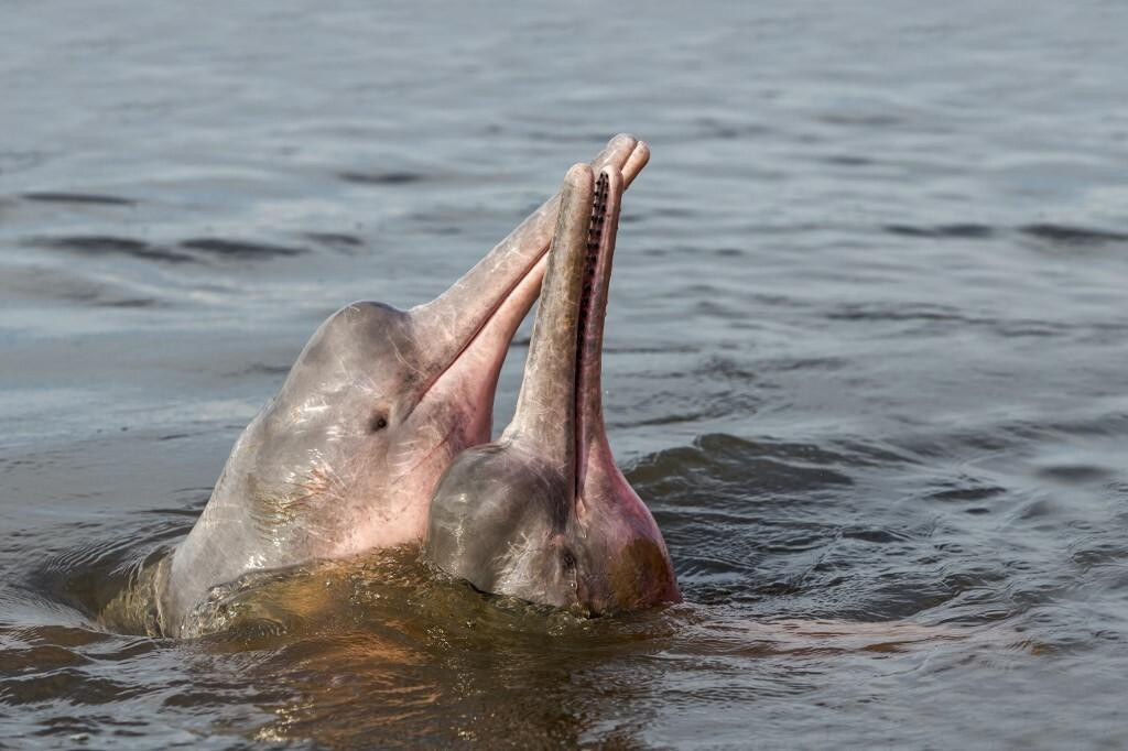 &lt;p&gt;Pronađeno je gotovo 300 leševa amazonskih ružičastih delfina. Smatra se da ih je ubila temperatura vode koja je ponegdje dosegnula preko 40 stupnjeva&lt;/p&gt;