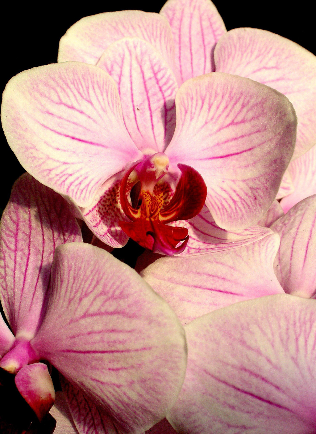 &lt;p&gt;Orhideja/ilustracija&lt;/p&gt;
