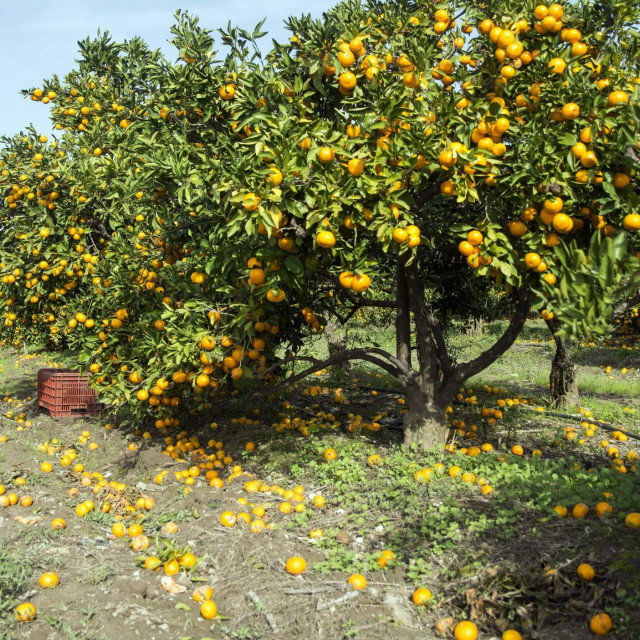 &lt;p&gt;Plantaža mandarina koju je poharala sredozemna voćna muha&lt;/p&gt;