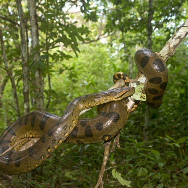 &lt;p&gt;Znanstvenici su otkrili da zelena anakonda nije jedna vrsta, nego dvije, i to genetski veoma različite. Zelena anakonda u Amazoni&lt;/p&gt;