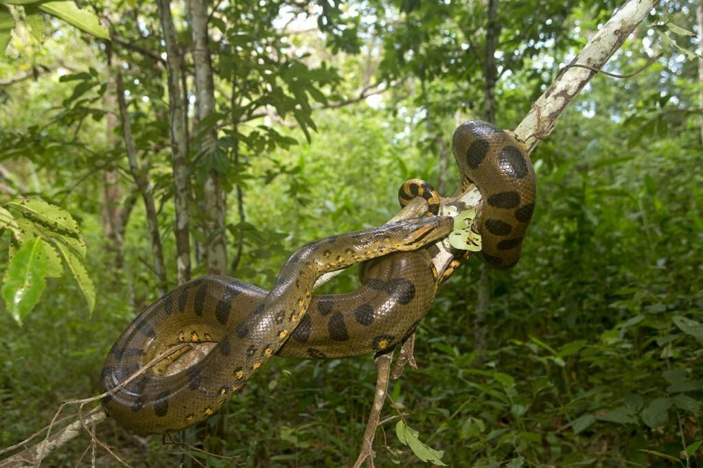 &lt;p&gt;Znanstvenici su otkrili da zelena anakonda nije jedna vrsta, nego dvije, i to genetski veoma različite. Zelena anakonda u Amazoni&lt;/p&gt;