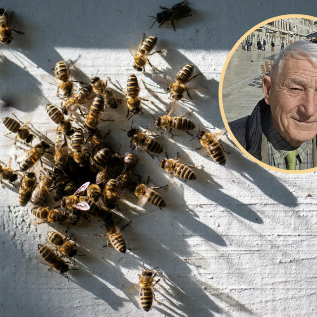 &lt;p&gt;Profesor pčelarstva Nikola Kezić smatra da su pčele idealni pirotehničari&lt;/p&gt;