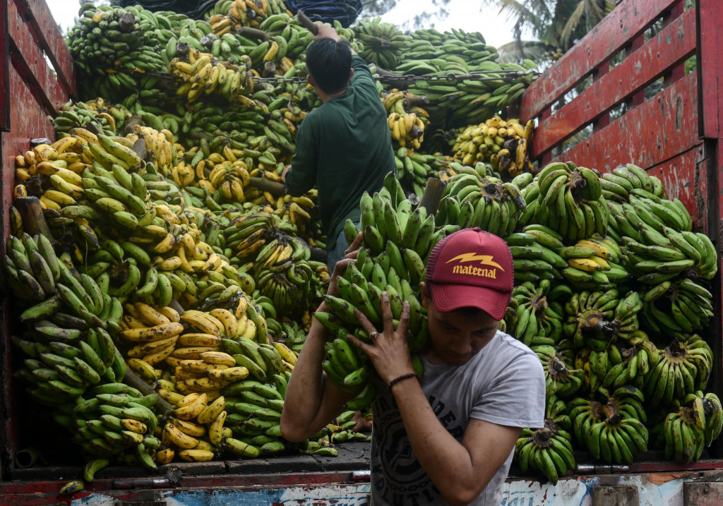&lt;p&gt;Banane na poljoprivrednoj tržnici u Indoneziji AFP&lt;/p&gt;