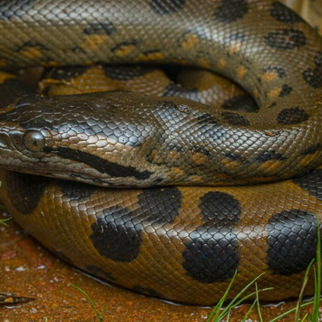 &lt;p&gt;Novootkrivena zmija bila je mnogo dulja od bilo koje žive zmije, uključujući ovu zelenu anakondu&lt;/p&gt;