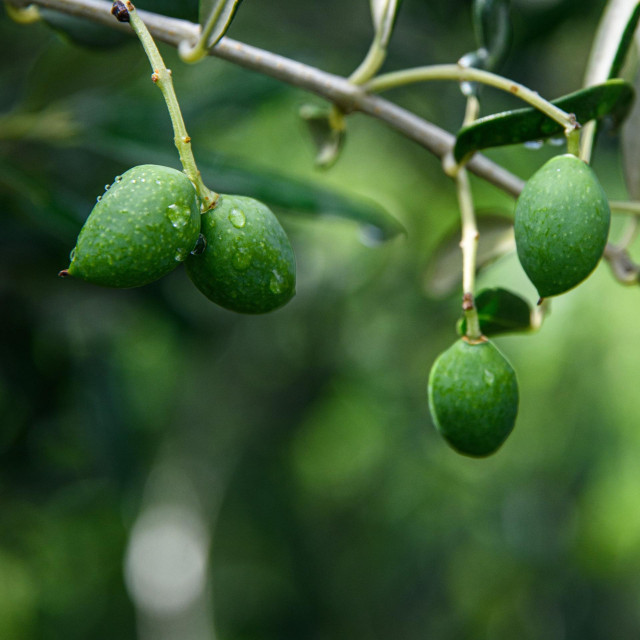 &lt;p&gt;Mladi plodovi masline oblice na stablu u mjestu Igrane na Makarskoj rivijeri.&lt;br&gt;
 &lt;/p&gt;