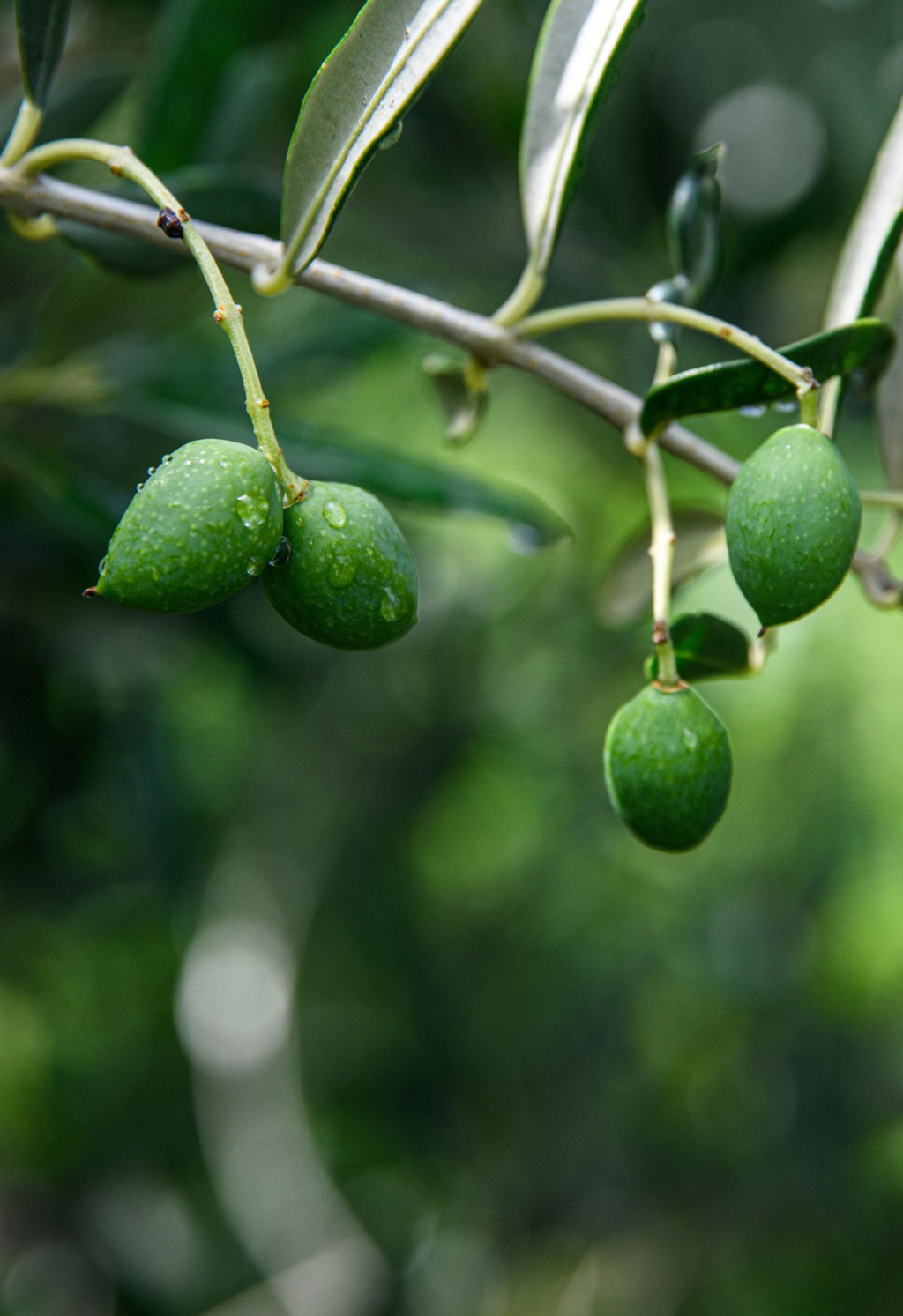 &lt;p&gt;Mladi plodovi masline oblice na stablu u mjestu Igrane na Makarskoj rivijeri.&lt;br&gt;
 &lt;/p&gt;