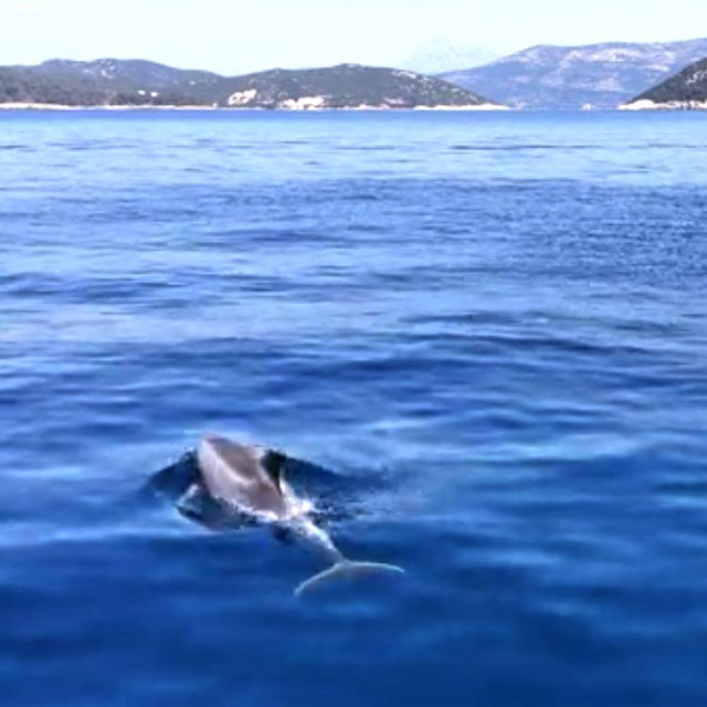 &lt;p&gt;Delfini su plivali uz samo obalu otoka Lopud kod Dubrovnika&lt;/p&gt;