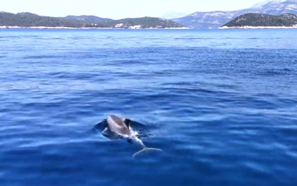 &lt;p&gt;Delfini su plivali uz samo obalu otoka Lopud kod Dubrovnika&lt;/p&gt;