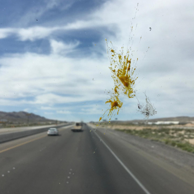 &lt;p&gt;Splattered yellow bug guts on vehicle windshield with soft focus road and cars in background&lt;/p&gt;