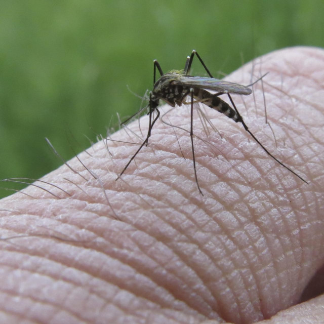 &lt;p&gt;Djelatnici tvrtke AS-EKO d.o.o. provest će larvicidno tretiranje žarišta komaraca u gradu Šibeniku.&lt;/p&gt;