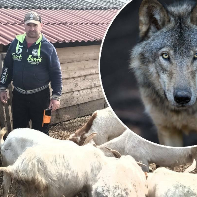&lt;p&gt;Hrvatski stočari traže da se vuk prekategorizira iz strogo zaštićene vrste u zaštićenu vrstu&lt;/p&gt;