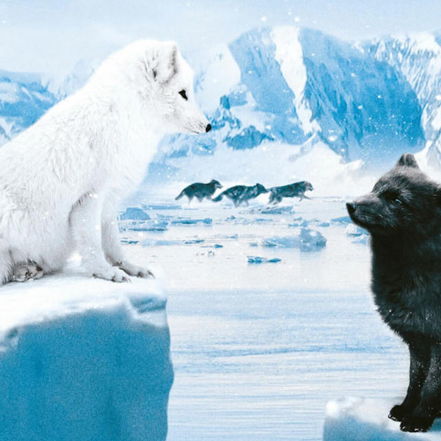 &lt;p&gt;Zaljubljeni par polarnih lisica razdvojilo je pucanje ledenih santi&lt;/p&gt;