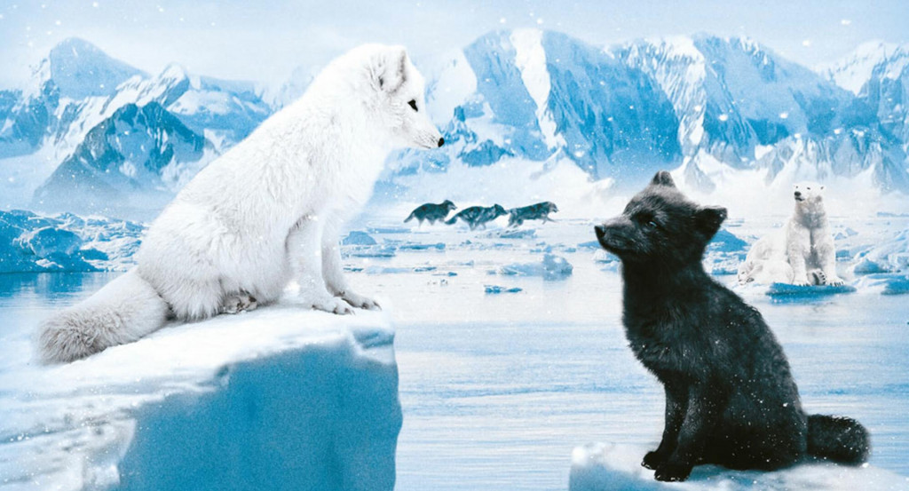 &lt;p&gt;Zaljubljeni par polarnih lisica razdvojilo je pucanje ledenih santi&lt;/p&gt;
