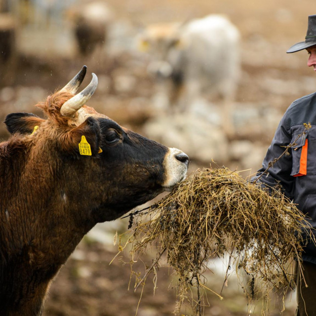 &lt;p&gt;&lt;br&gt;
Barisa Dejanovic, bivsi svecenik, uzgaja krave autohtonih hrvatskih pasmina, busa i boskarin, na svojoj farmi u blizini Udbine.&lt;br&gt;
Na fotografiji: Barisa Dejanovic i krava busa&lt;br&gt;