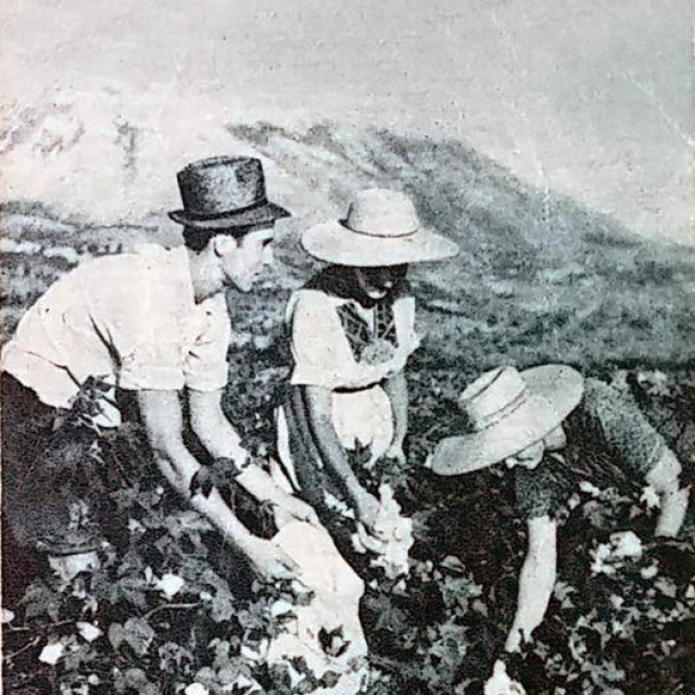 &lt;p&gt;Na probnom polju za uzgoj pamuka u Konavlima početkom 1950-tih&lt;/p&gt;