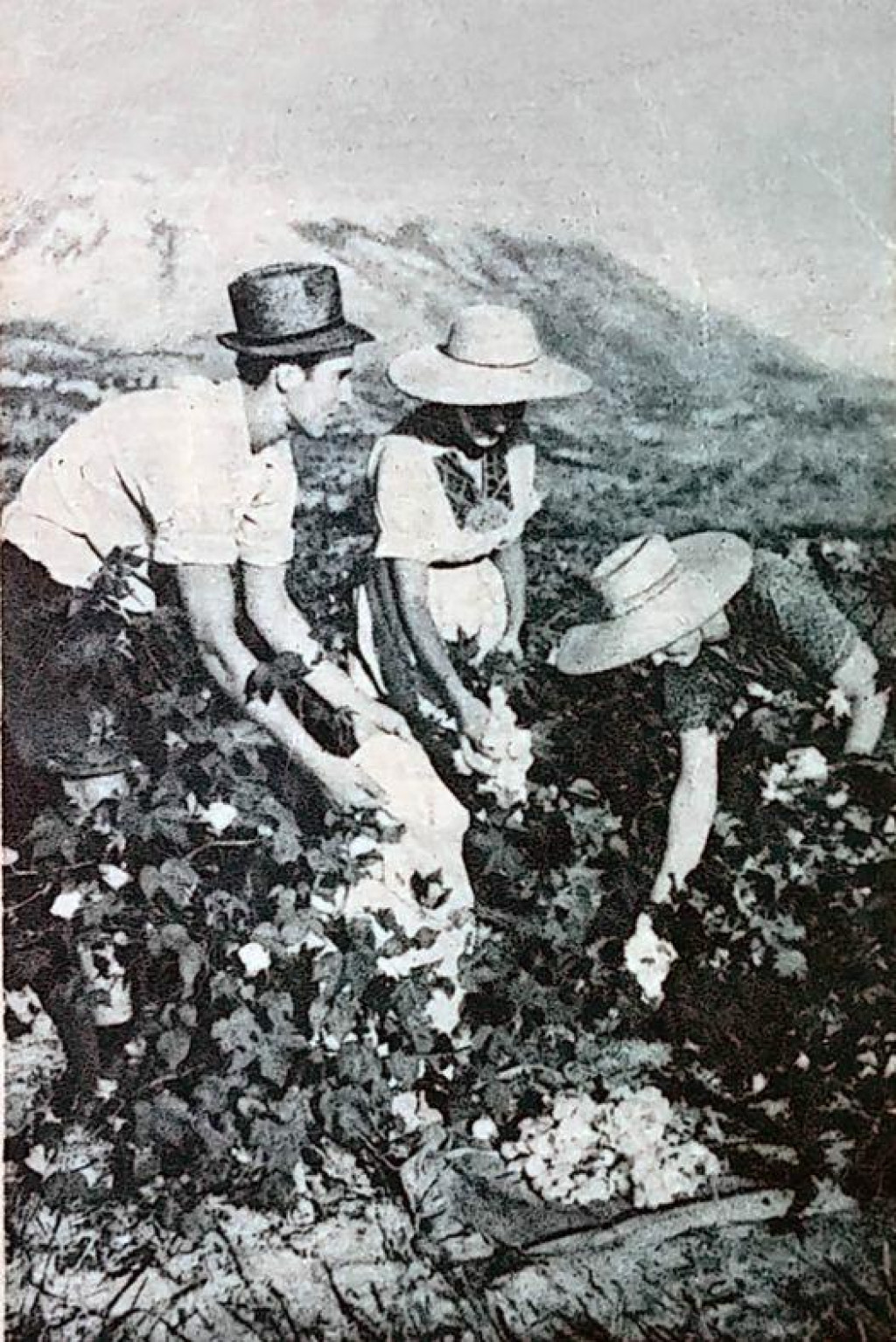 &lt;p&gt;Na probnom polju za uzgoj pamuka u Konavlima početkom 1950-tih&lt;/p&gt;