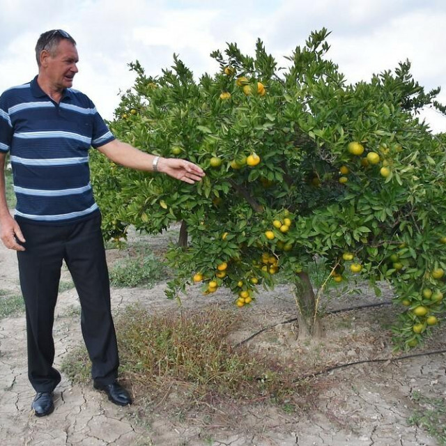 &lt;p&gt;Proizvođač mandarina Neven Mataga&lt;/p&gt;