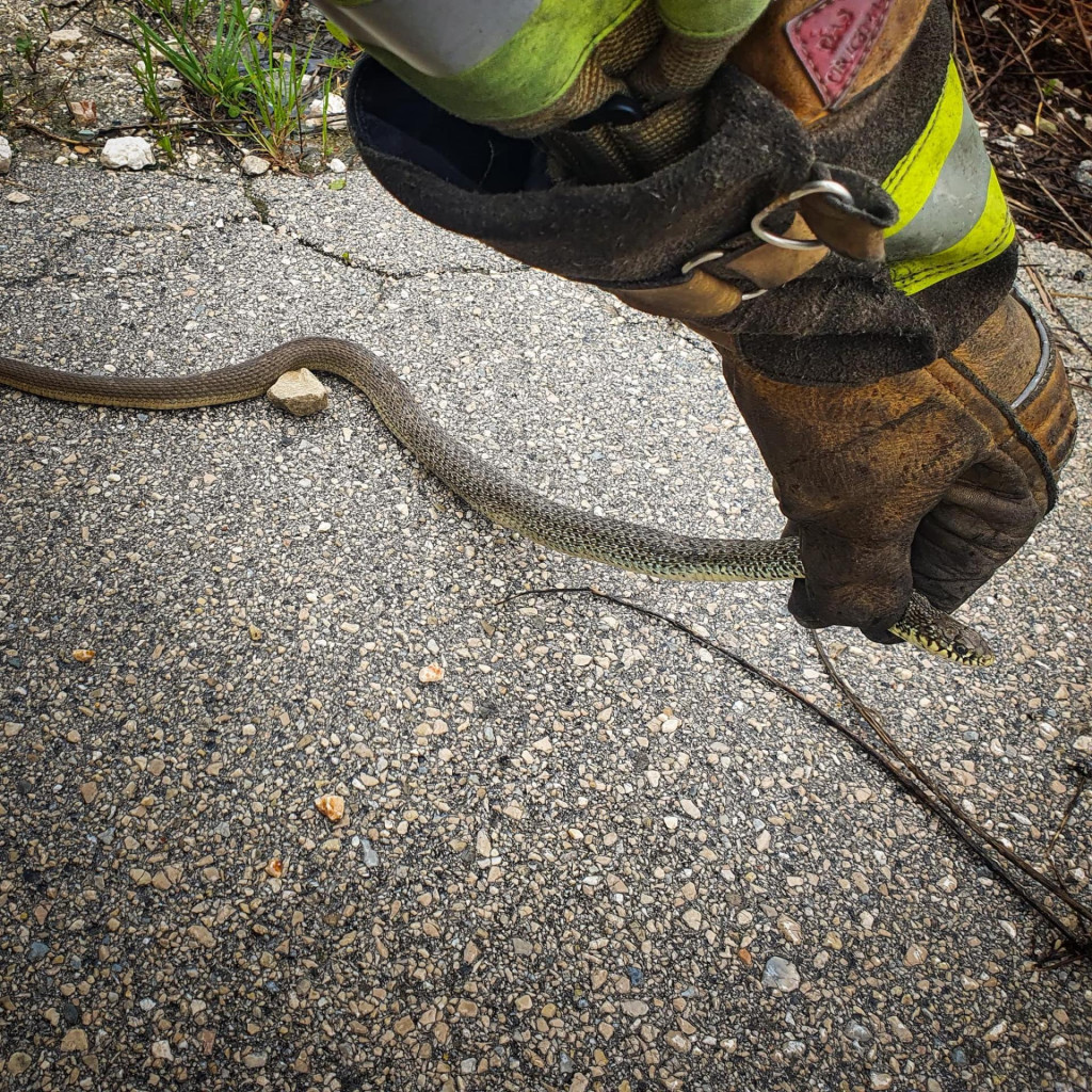 &lt;p&gt;Vatrogasci nakon intervencije puštaju zmiju u prirodno okruženje&lt;/p&gt;