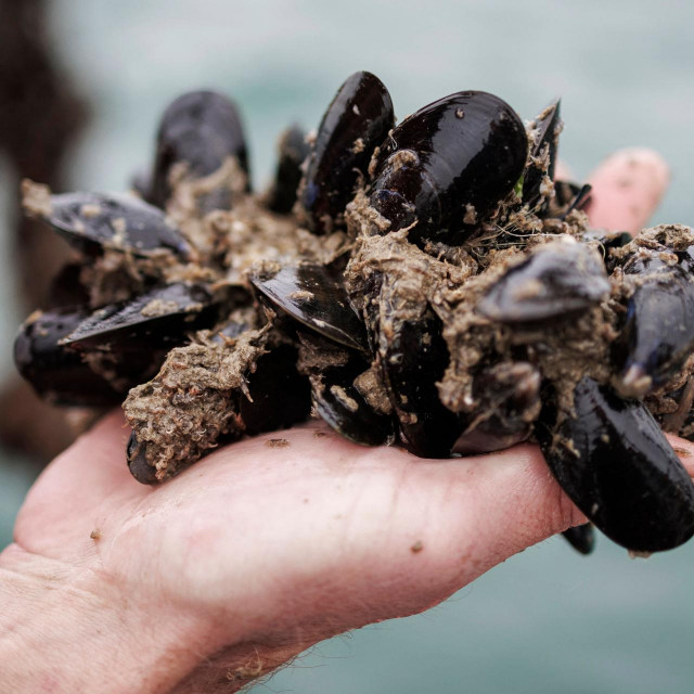 &lt;p&gt;Stijn Van Hoestenberghe, project manager of a mussel farm owned by the Colruyt group, holds mussels while harvesting from the deck of a boat in the North Sea, off the coast of Nieuport on June 18, 2024. (Photo by Simon Wohlfahrt/AFP)&lt;/p&gt;