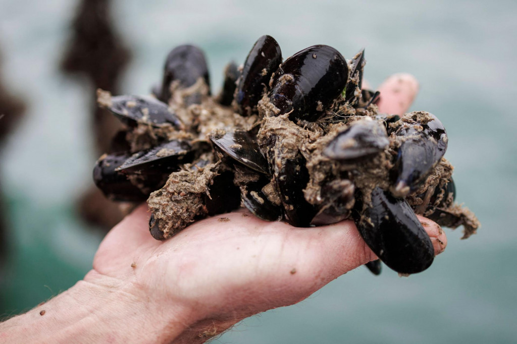 &lt;p&gt;Stijn Van Hoestenberghe, project manager of a mussel farm owned by the Colruyt group, holds mussels while harvesting from the deck of a boat in the North Sea, off the coast of Nieuport on June 18, 2024. (Photo by Simon Wohlfahrt/AFP)&lt;/p&gt;