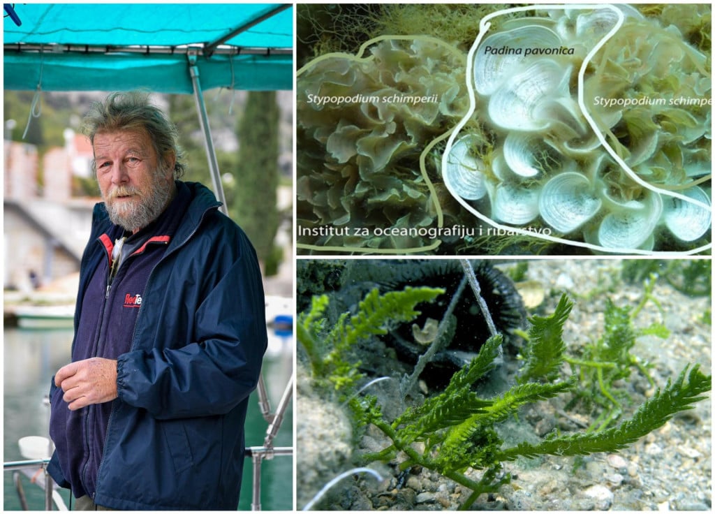 &lt;p&gt;Vladimir Onofri predviđa moguće ponašanje alge pridošlice&lt;/p&gt;
