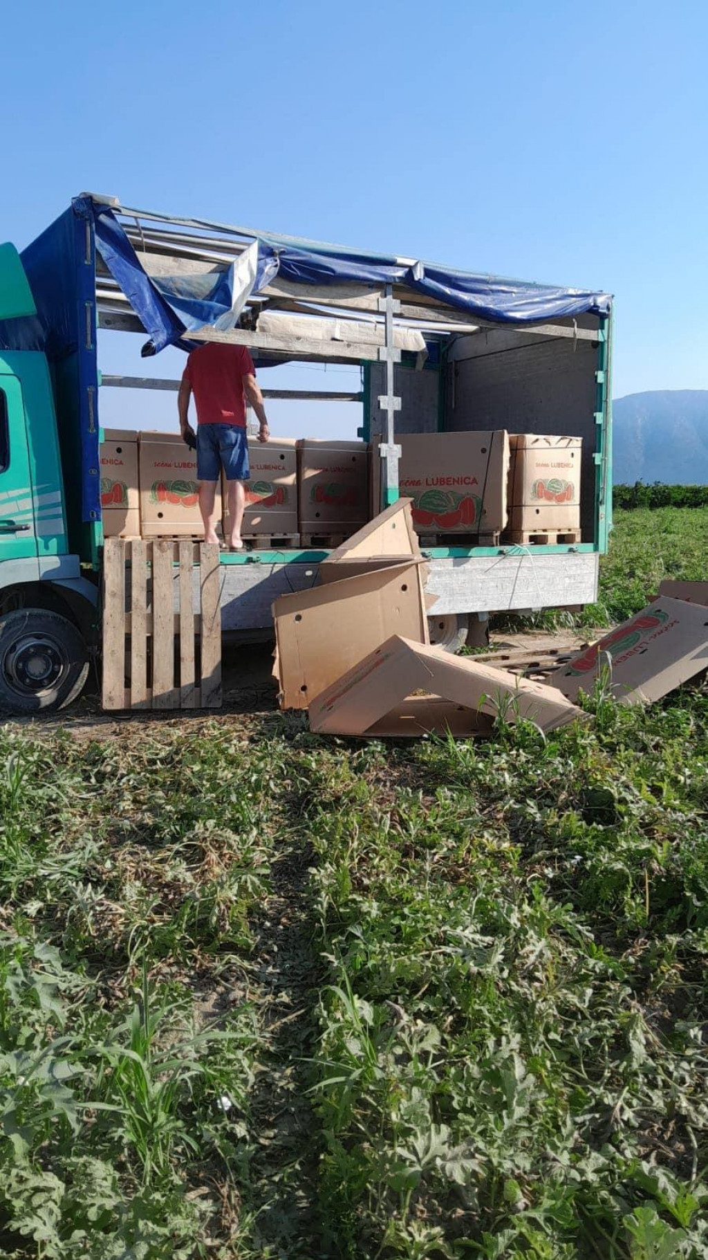 &lt;p&gt;Ispražnjeni i uništeni boksovi lubenica na plantaži Glog&lt;/p&gt;