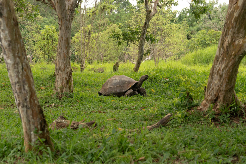 &lt;p&gt;Divovske kornjače šetaju Galapagosom&lt;/p&gt;