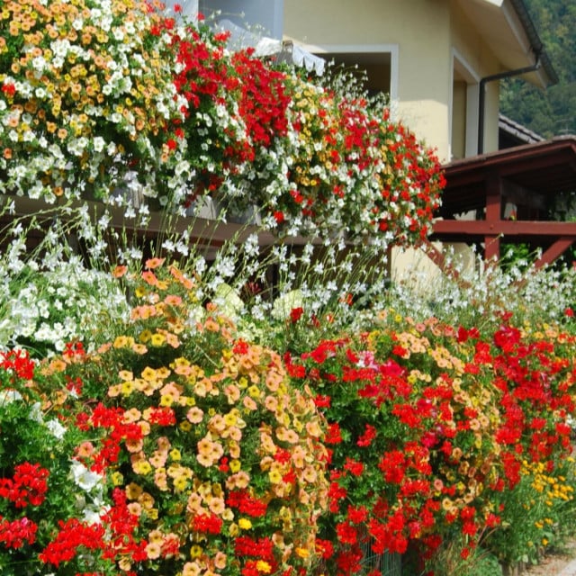 &lt;p&gt;Rezultat korištenja Plantella i BIO Plantella gnojiva čak i u ekstremnim uvjetima&lt;/p&gt;