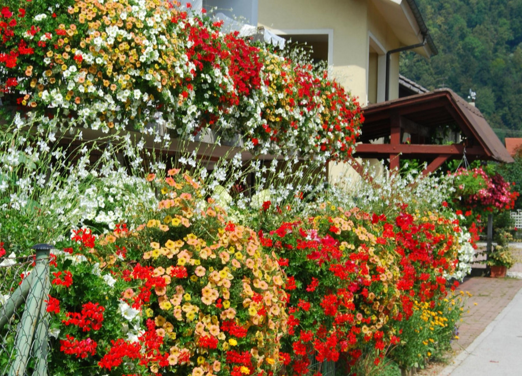 &lt;p&gt;Rezultat korištenja Plantella i BIO Plantella gnojiva čak i u ekstremnim uvjetima&lt;/p&gt;