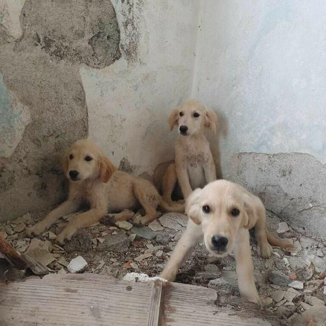 &lt;p&gt;Udruga za dobrobit i zaštitu životinja Indigo traži pomoć za smještaj psića&lt;/p&gt;