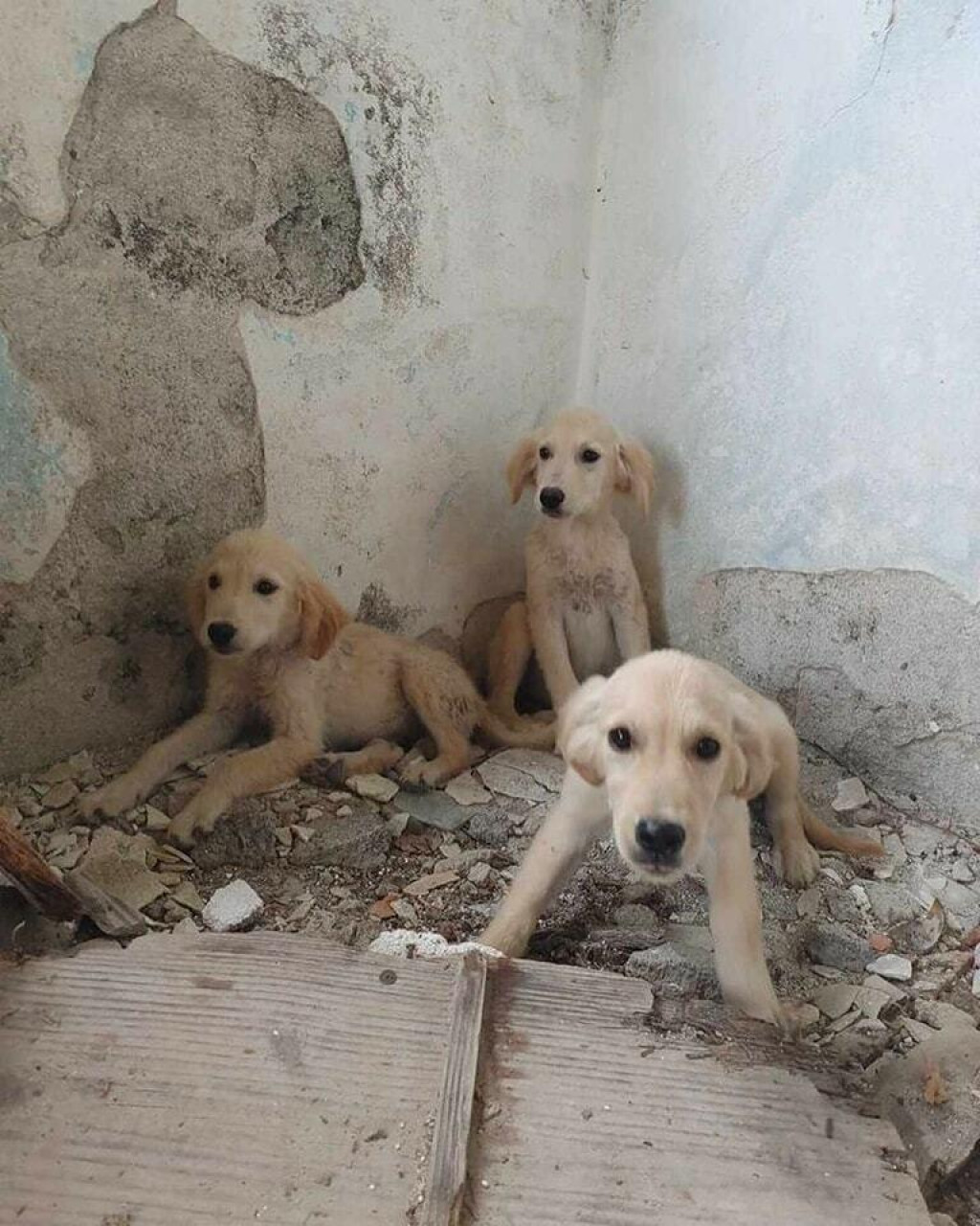 &lt;p&gt;Udruga za dobrobit i zaštitu životinja Indigo traži pomoć za smještaj psića&lt;/p&gt;