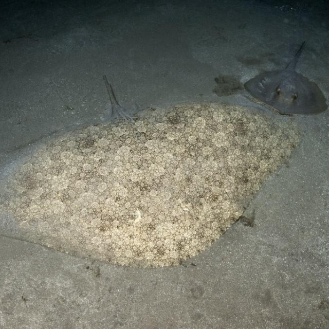 &lt;p&gt;Mantelina, butterfly ray (Gymnura altavela) and common stingray (Dasyatis pastinaca). As a camouflage, it buries itself in the sandy or muddy bottom, often going unnoticed. Tenerife, fish from the Canary Islands. (Photo by Sergio Hanquet/Biosphoto/Biosphoto via AFP)&lt;/p&gt;