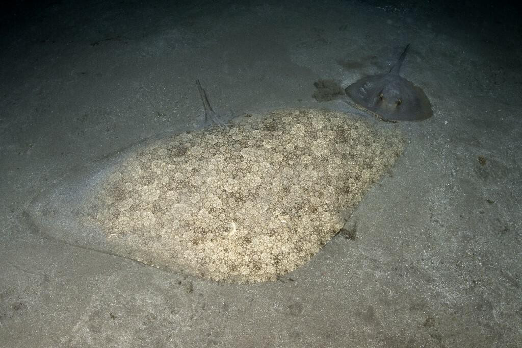 &lt;p&gt;Mantelina, butterfly ray (Gymnura altavela) and common stingray (Dasyatis pastinaca). As a camouflage, it buries itself in the sandy or muddy bottom, often going unnoticed. Tenerife, fish from the Canary Islands. (Photo by Sergio Hanquet/Biosphoto/Biosphoto via AFP)&lt;/p&gt;