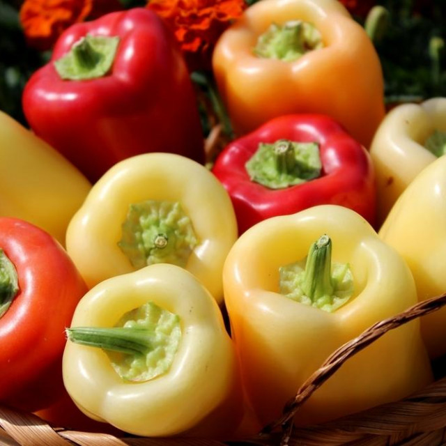 &lt;p&gt;Closeup of Bell Peppers, red, orange and green in a wicker basket&lt;/p&gt;